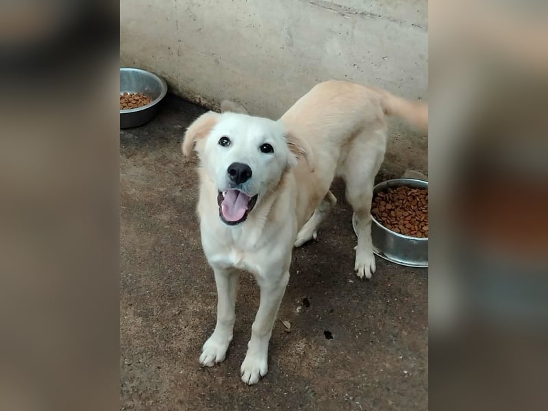 junger Retriever Mischlings-Rüde Taio sucht ein Zuhause