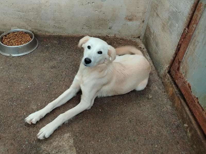 junger Retriever Mischlings-Rüde Taio sucht ein Zuhause