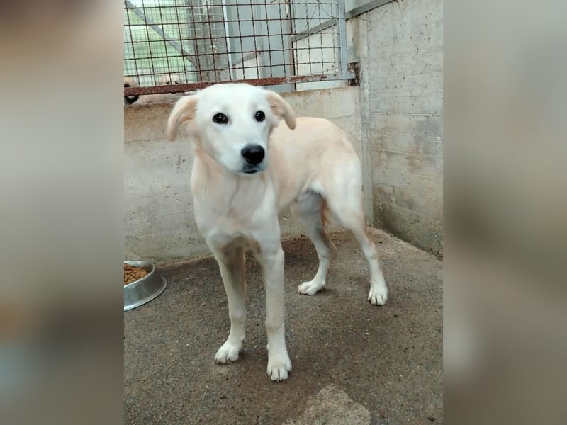 junger Retriever Mischlings-Rüde Taio sucht ein Zuhause