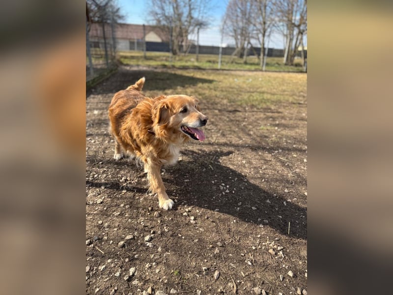 Die Besitzerin von Morzsi  verstarb und niemand konnte den Hund aufnehmen !