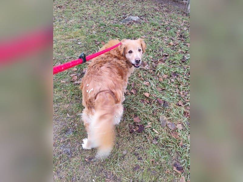 Die Besitzerin von Morzsi  verstarb und niemand konnte den Hund aufnehmen !