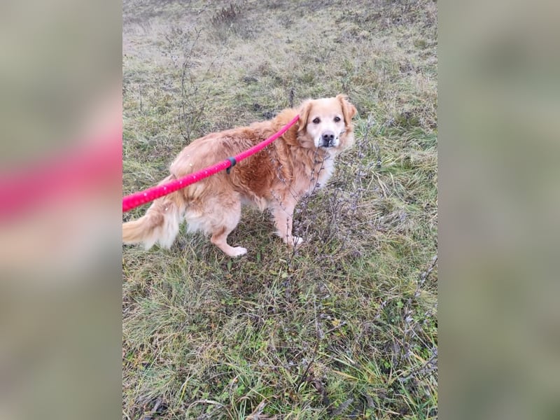 Die Besitzerin von Morzsi  verstarb und niemand konnte den Hund aufnehmen !