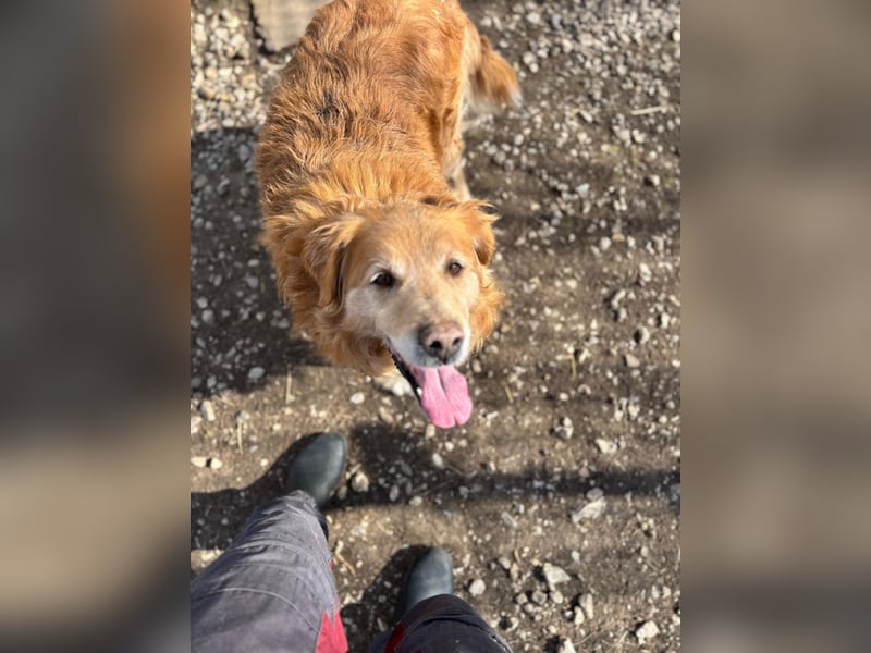 Die Besitzerin von Morzsi  verstarb und niemand konnte den Hund aufnehmen !