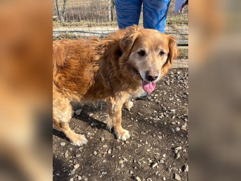 Die Besitzerin von Morzsi  verstarb und niemand konnte den Hund aufnehmen !