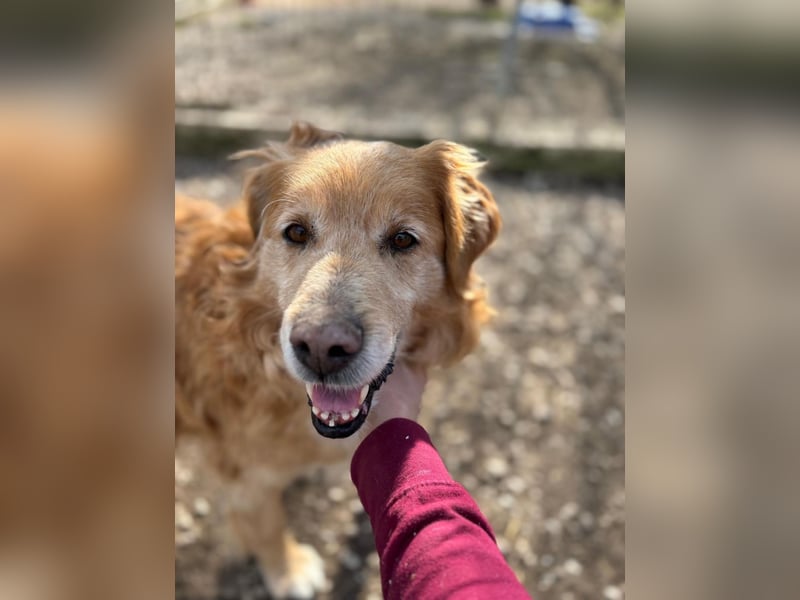 Die Besitzerin von Morzsi  verstarb und niemand konnte den Hund aufnehmen !