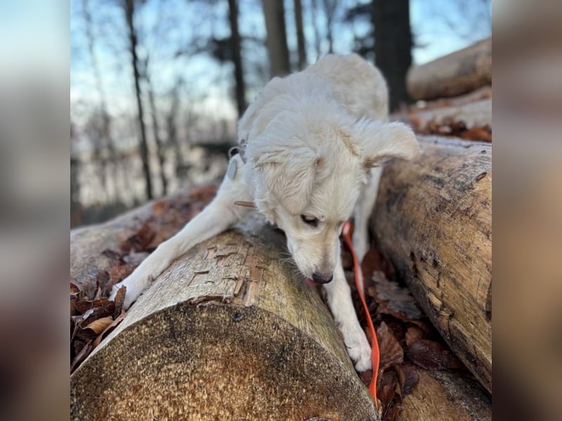 Dobby ein wundervolles Wesen