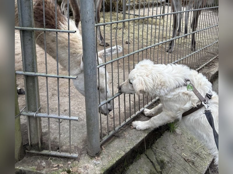 Dobby ein wundervolles Wesen