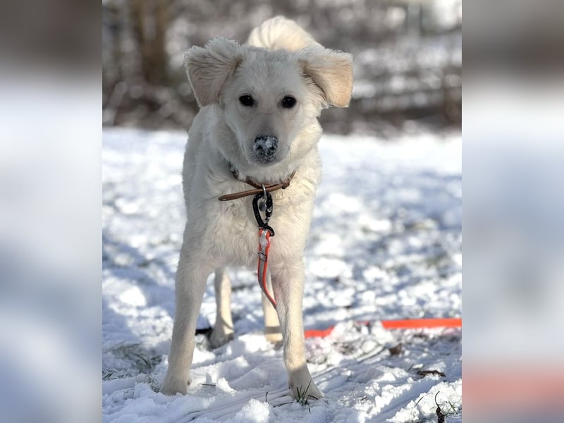 Dobby ein wundervolles Wesen