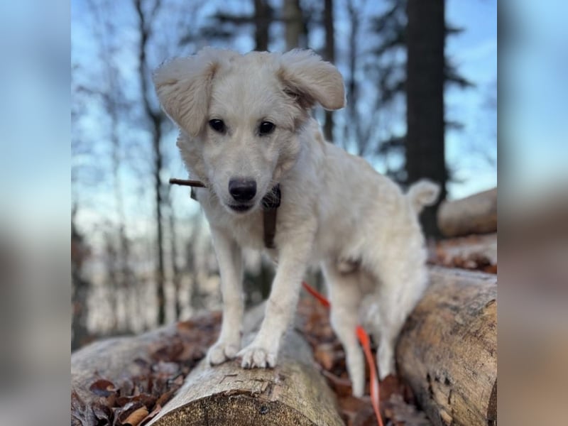 Dobby ein wundervolles Wesen