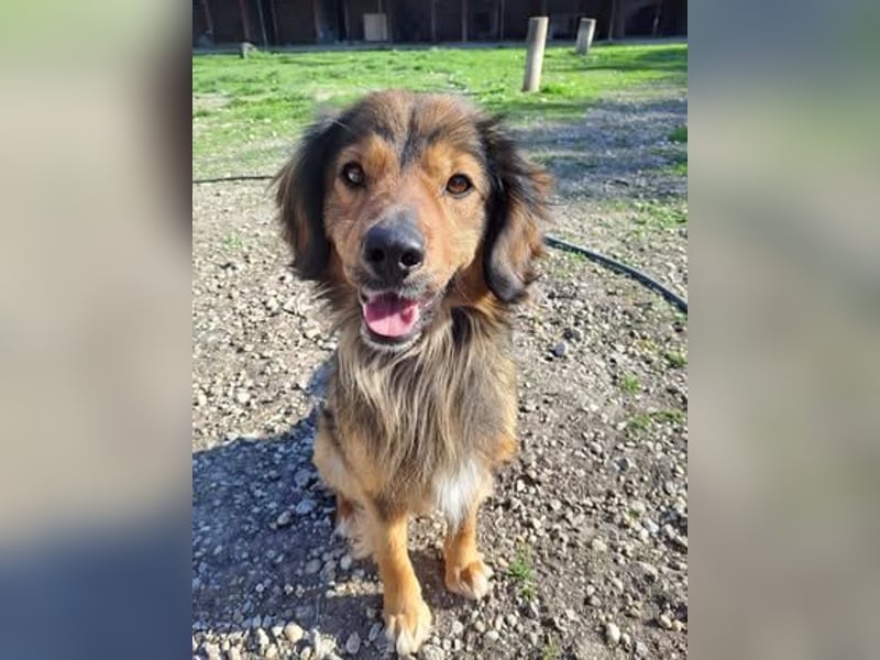 SHAWN ca. 3 J.  freundl. Retriever-mix-Rüde sucht Zuhause