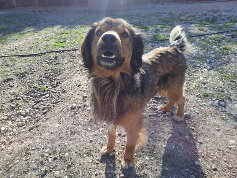 SHAWN ca. 3 J.  freundl. Retriever-mix-Rüde sucht Zuhause