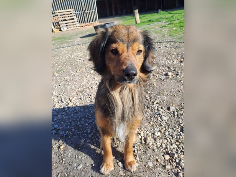 SHAWN ca. 3 J.  freundl. Retriever-mix-Rüde sucht Zuhause
