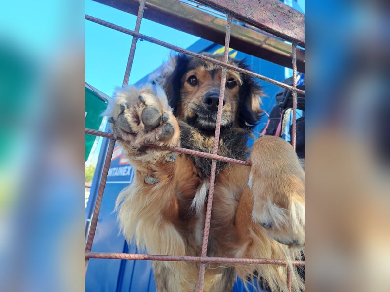 SHAWN ca. 3 J.  freundl. Retriever-mix-Rüde sucht Zuhause