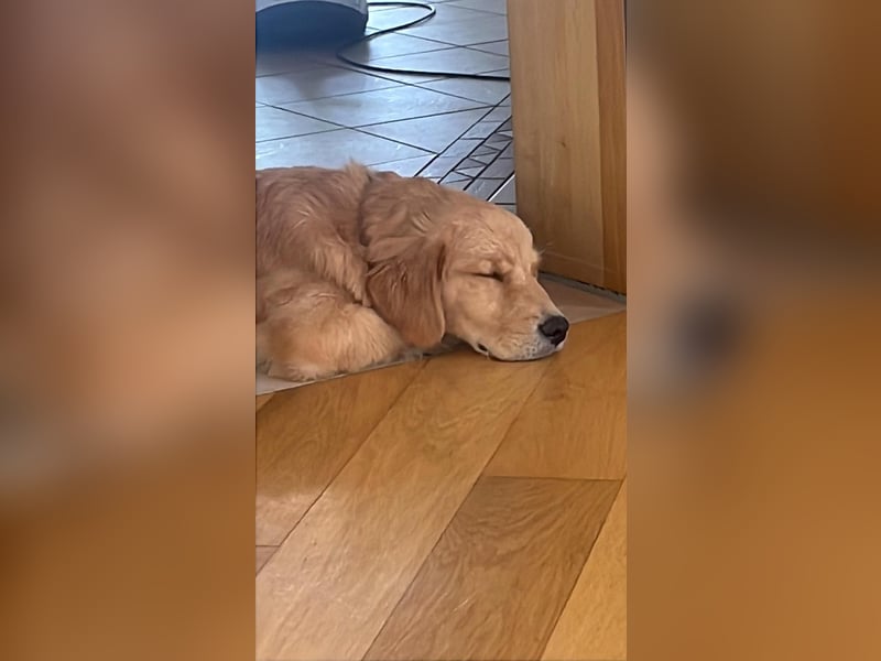 ❤️BALU❤️ Golden Retriever (Amerikanische Linie)