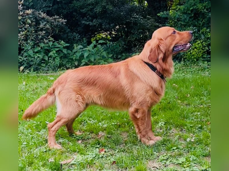 Deckrüde Charlie von der Lucky Heaven Ranch