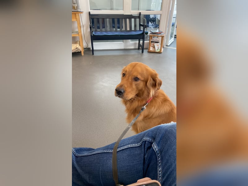 Deckrüde „Golden Retriever“