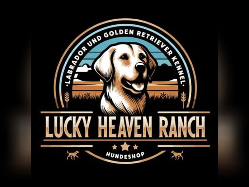 ❤️BALU❤️ Golden Retriever  als Deckrüde (Amerikanische Linie)