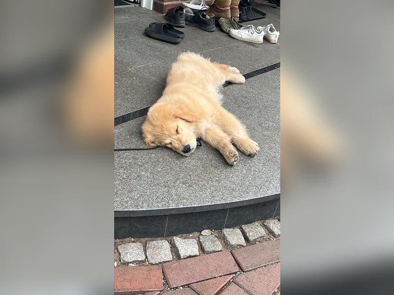 ❤️BALU❤️ Golden Retriever (Amerikanische Linie)