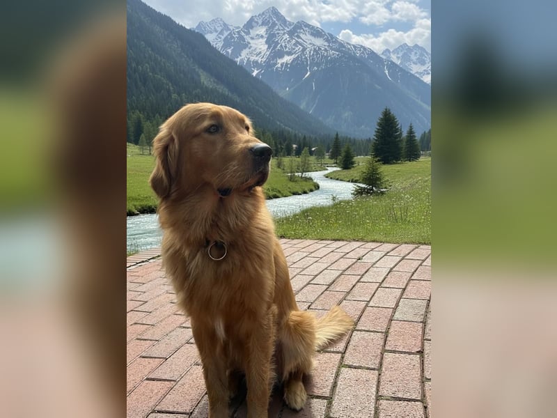 Deckrüde „Golden Retriever“