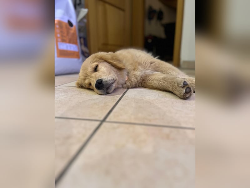 ❤️BALU❤️ Golden Retriever (Amerikanische Linie)