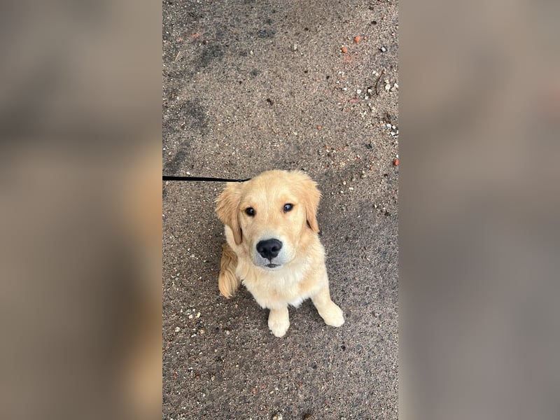 ❤️BALU❤️ Golden Retriever (Amerikanische Linie)