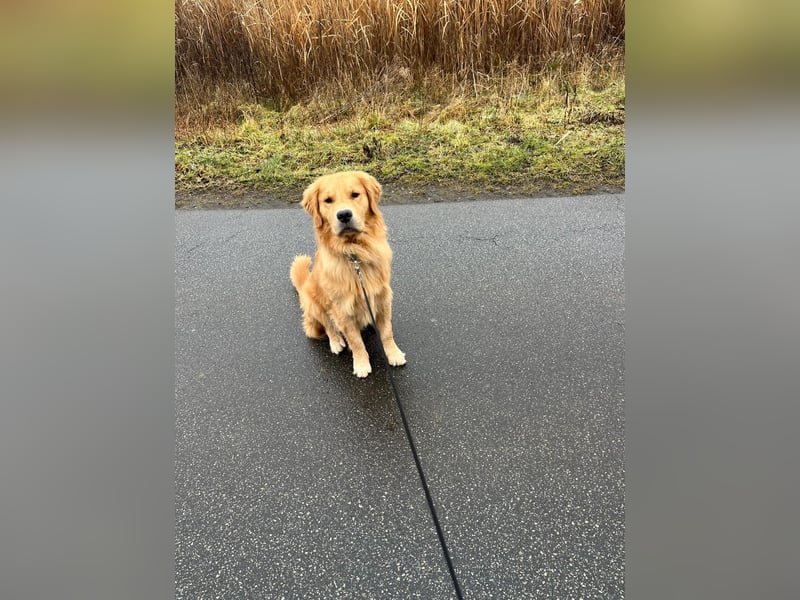 ❤️BALU❤️ Golden Retriever (Amerikanische Linie)