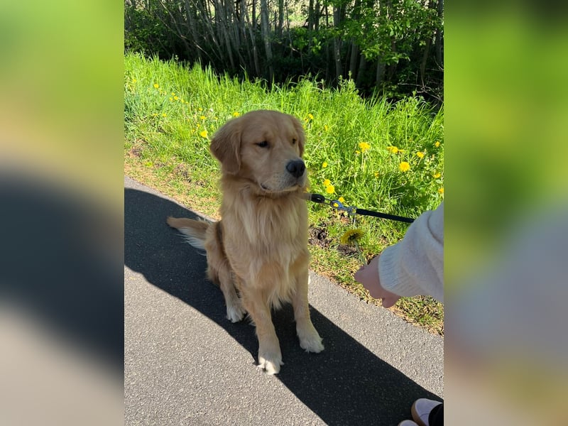 ❤️BALU❤️ Golden Retriever (Amerikanische Linie)