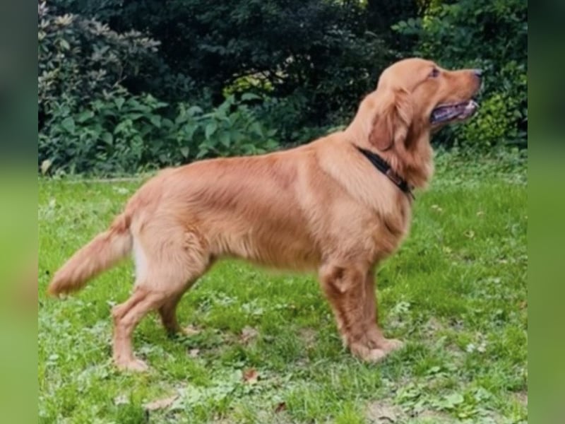 Deckrüde „Golden Retriever“