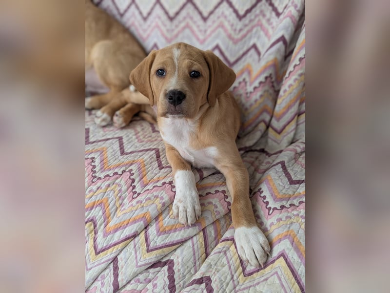 STELLA wird dein Herz im Sturm erobern!