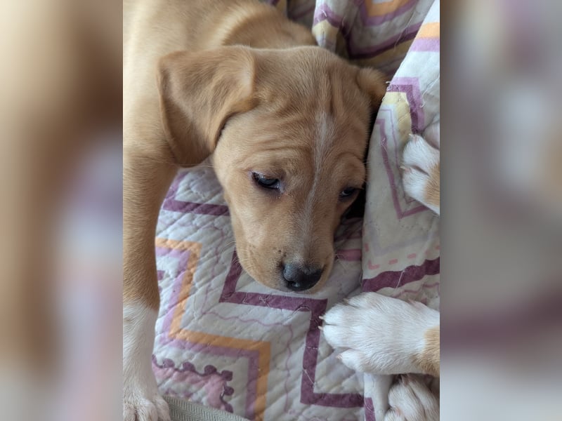 STELLA wird dein Herz im Sturm erobern!