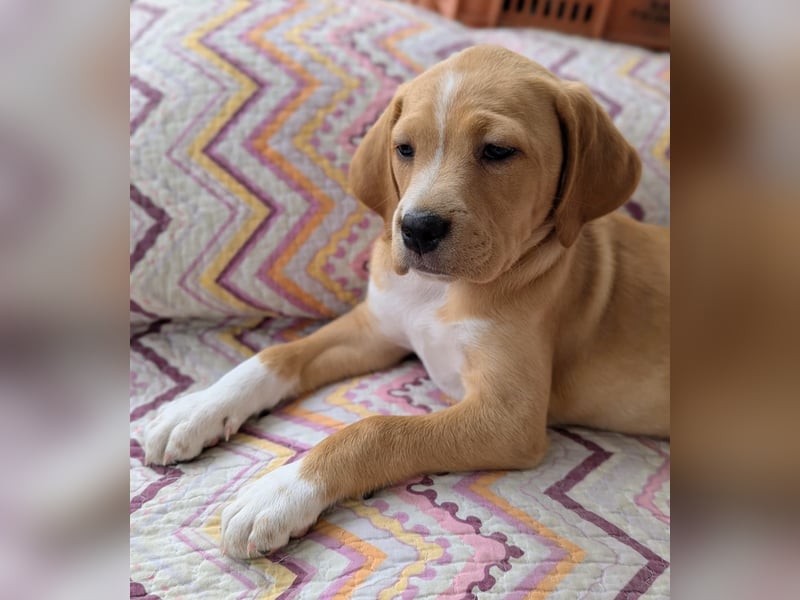 STELLA wird dein Herz im Sturm erobern!