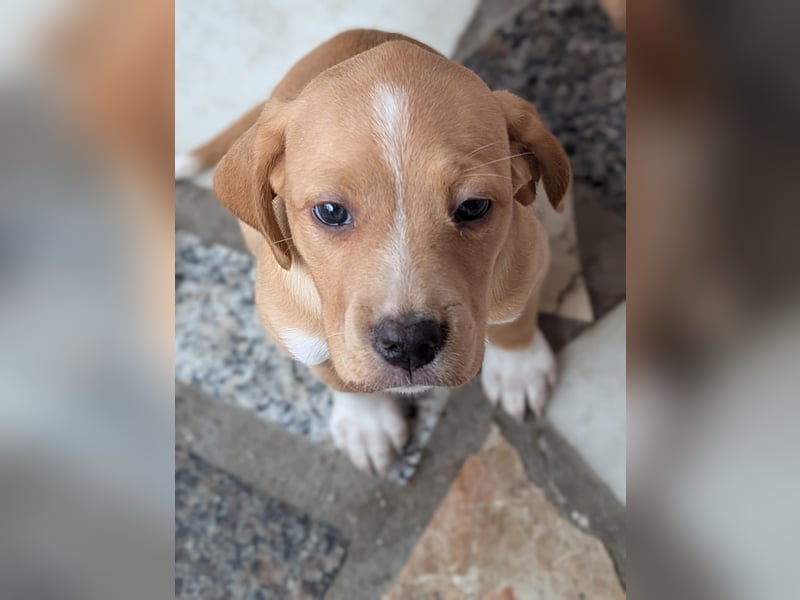 STELLA wird dein Herz im Sturm erobern!