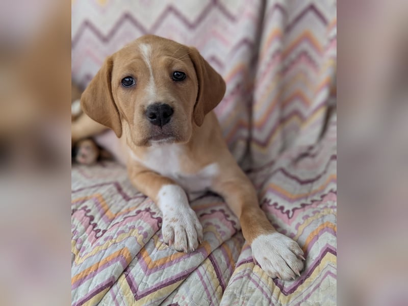 STELLA wird dein Herz im Sturm erobern!