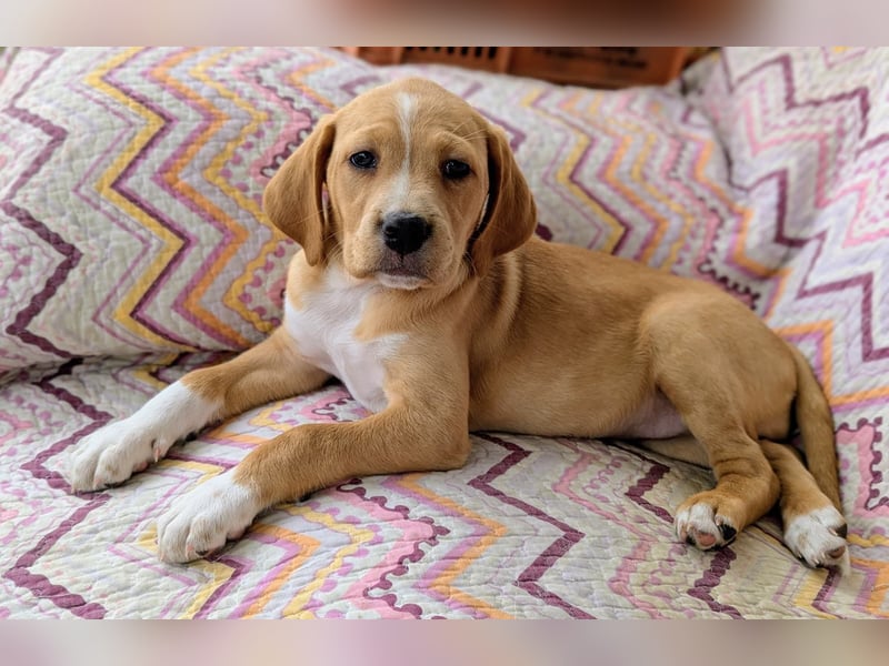 STELLA wird dein Herz im Sturm erobern!