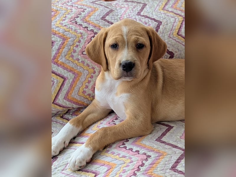 STELLA wird dein Herz im Sturm erobern!