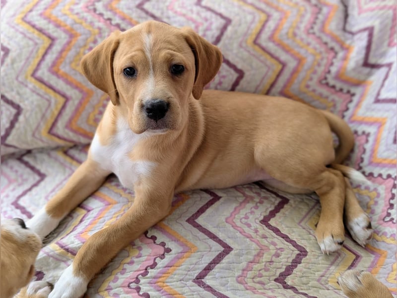 STELLA wird dein Herz im Sturm erobern!