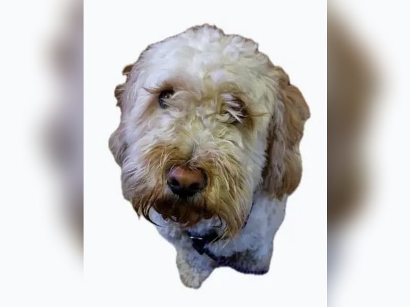 Coco ❤️ liebevolles, sensibles Mädchen