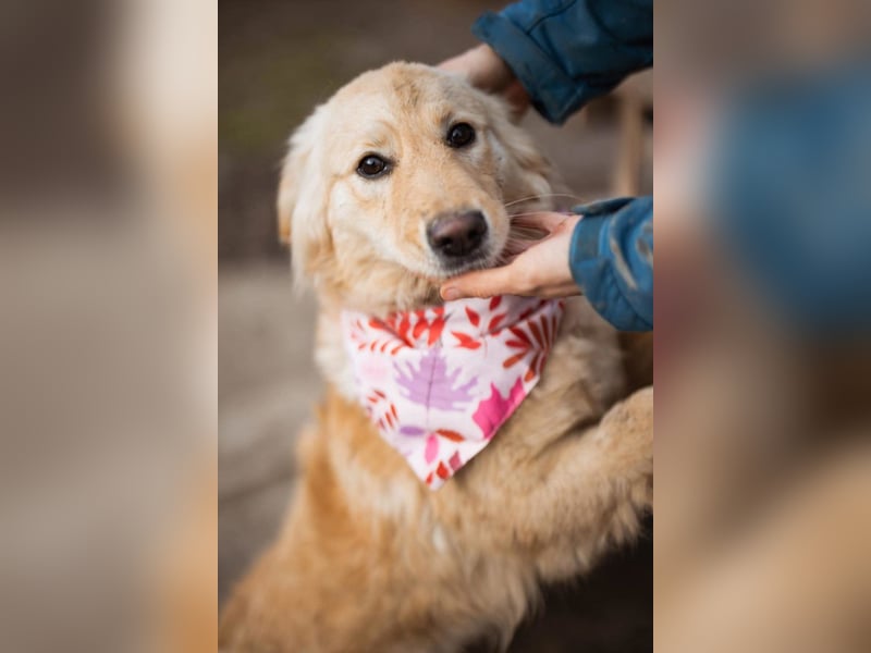 Lisa ❤️ goldige, so verschmuste Hündin