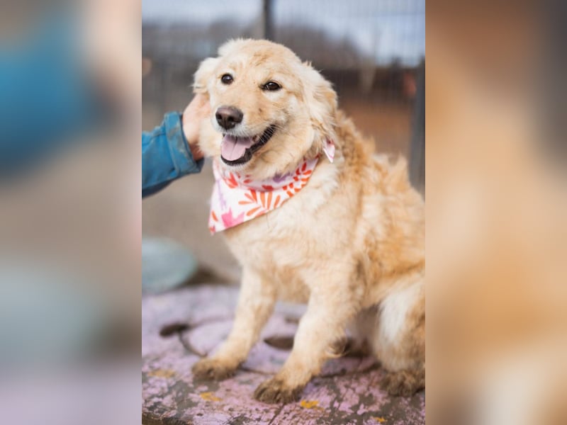 Lisa ❤️ goldige, so verschmuste Hündin