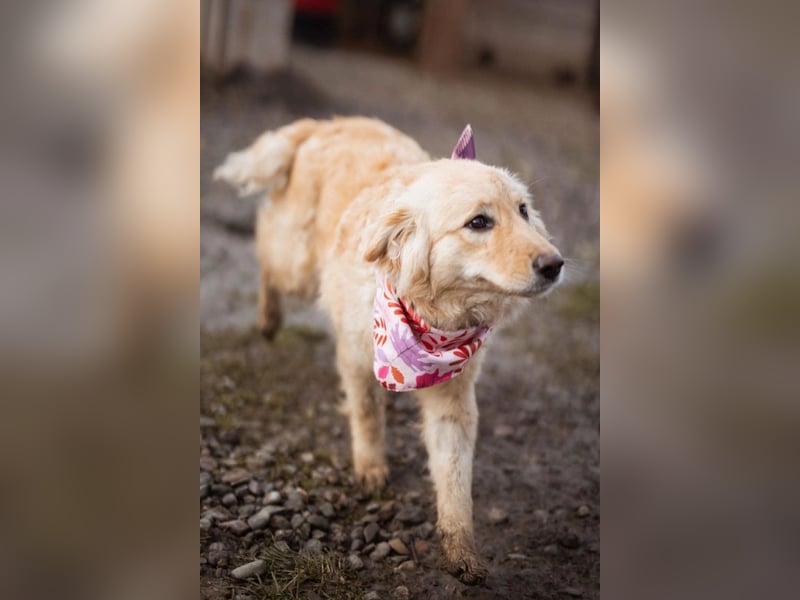 Lisa ❤️ goldige, so verschmuste Hündin