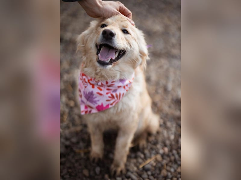 Lisa ❤️ goldige, so verschmuste Hündin