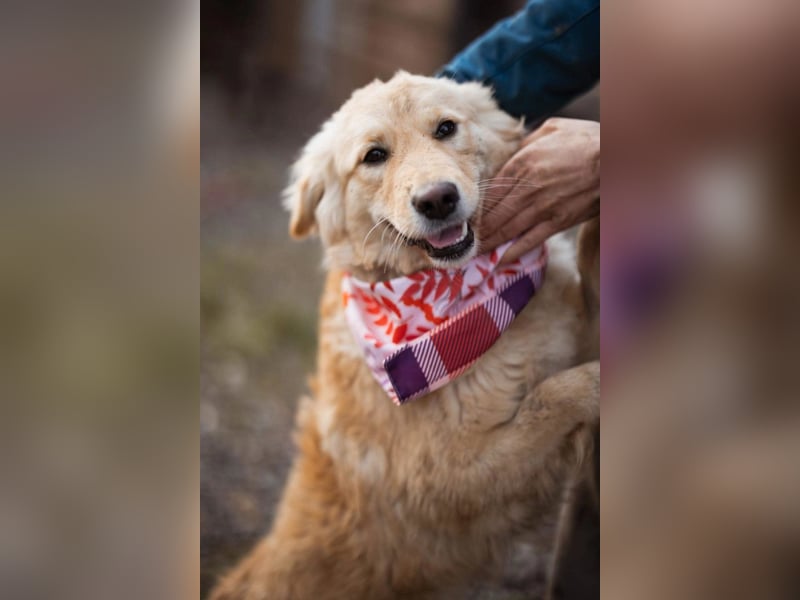 Lisa ❤️ goldige, so verschmuste Hündin