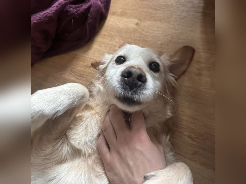 Marley braucht ein Zuhause