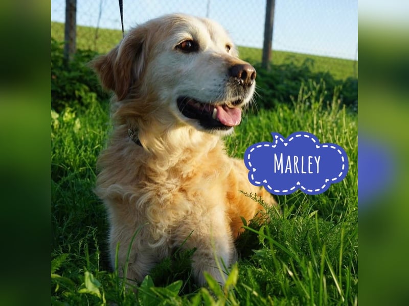 Marley ein Kuschelmonster