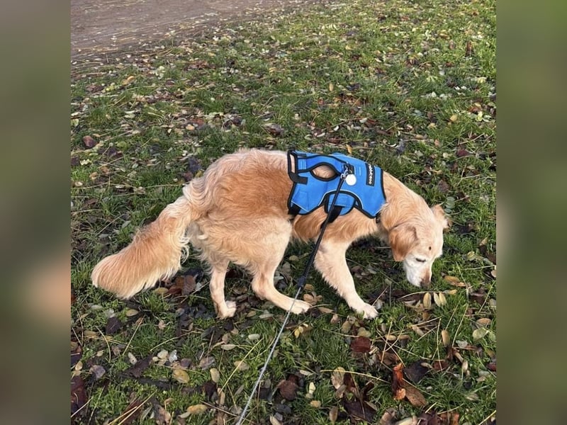 Marley ein Kuschelmonster