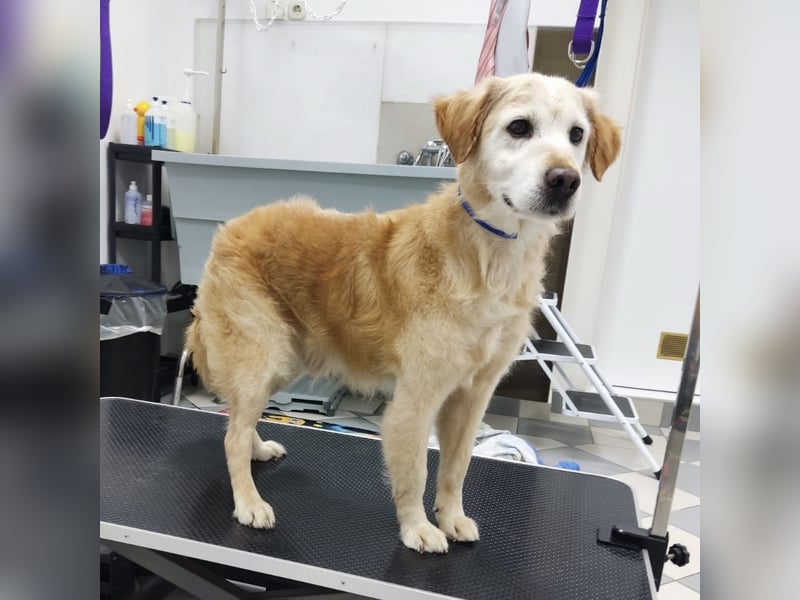 Marley ein Kuschelmonster