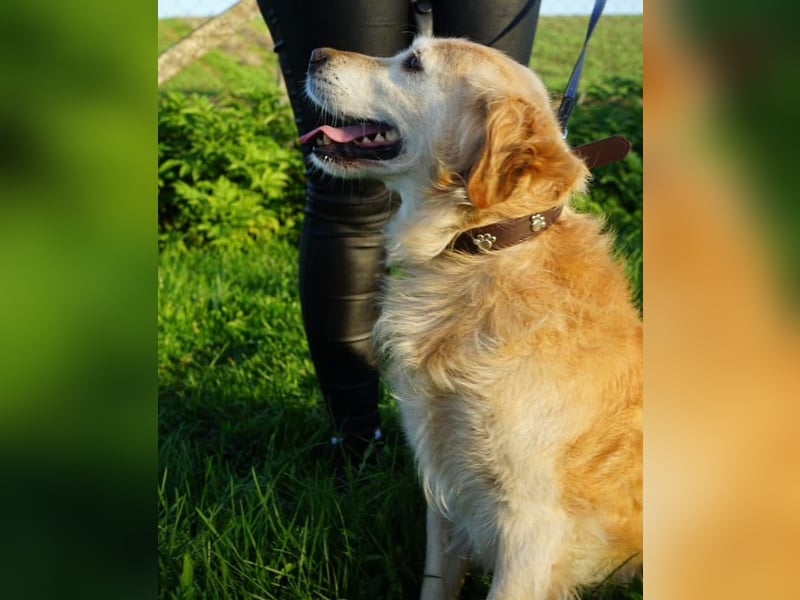 Marley ein Kuschelmonster