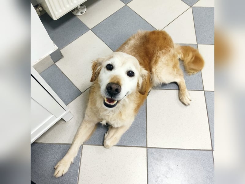 Marley braucht ein Zuhause