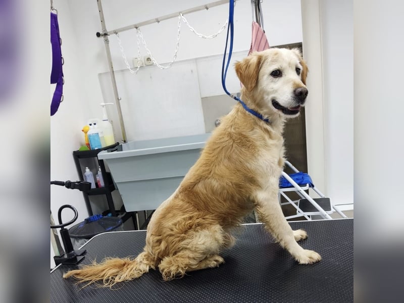 Marley ein Kuschelmonster