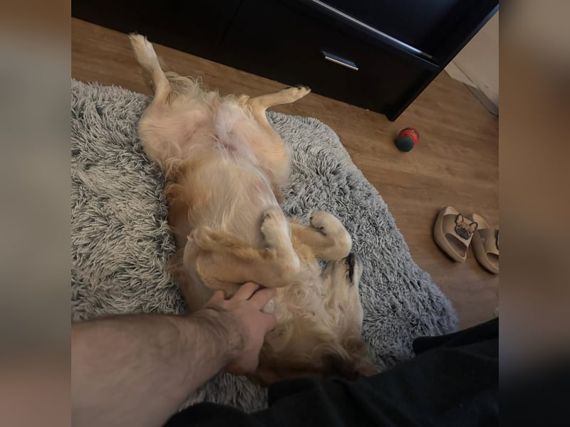 Marley braucht ein Zuhause